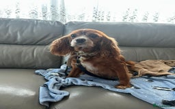 Cavapoo dogs for sale: Adorable cavapoo pups  - Advert 5