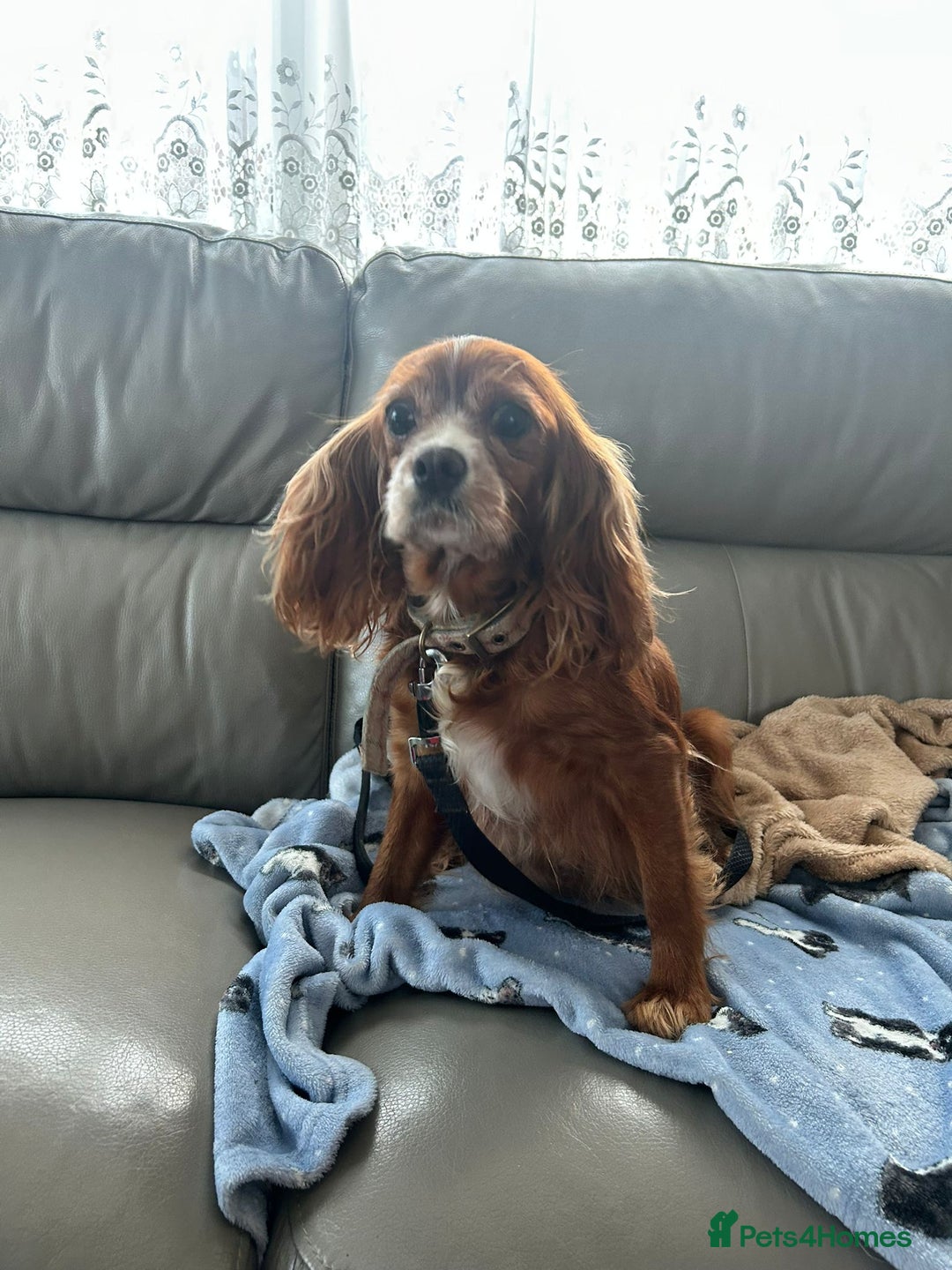 Cavapoo dogs for sale: Adorable cavapoo pups  - Advert 5