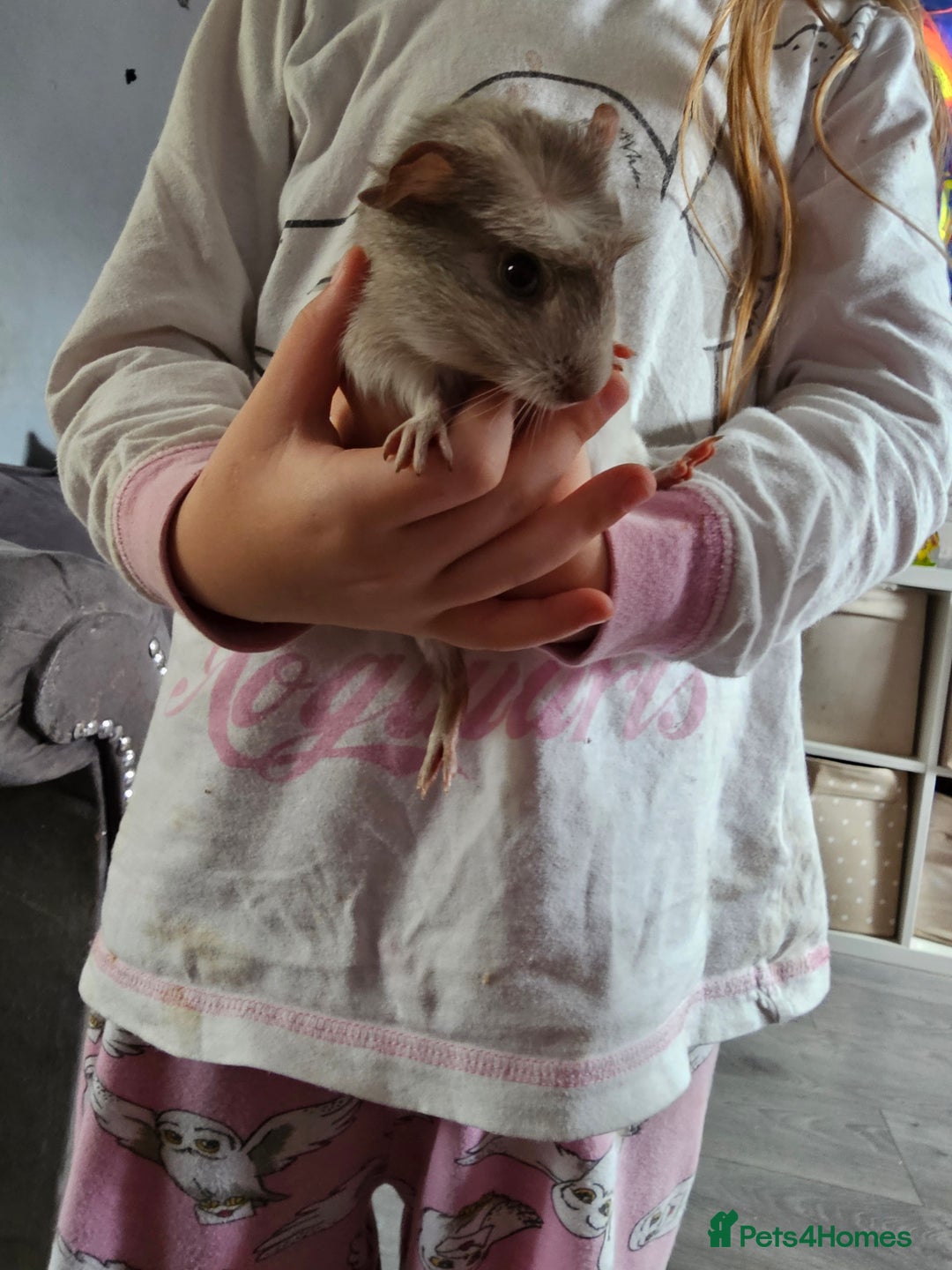 English rabbits for sale: Male guinea pig - Image 2