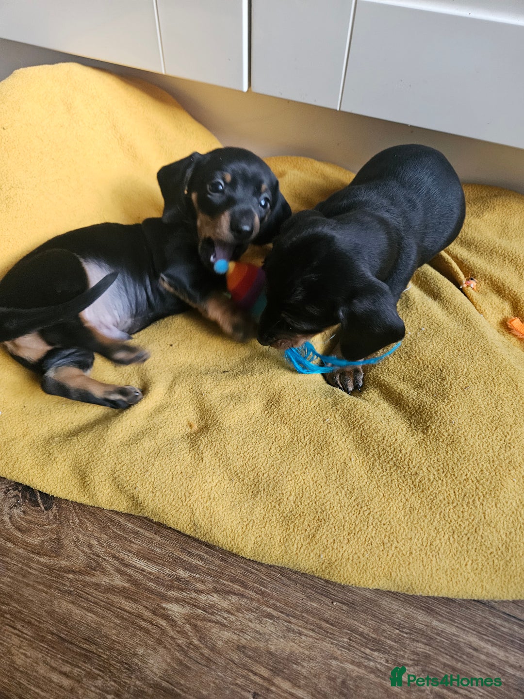 Miniature Dachshund dogs for sale: Miniature dachshund male puppies - Advert 35
