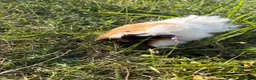 Guinea Pig rodents for sale: Guinea pigs - Advert 4