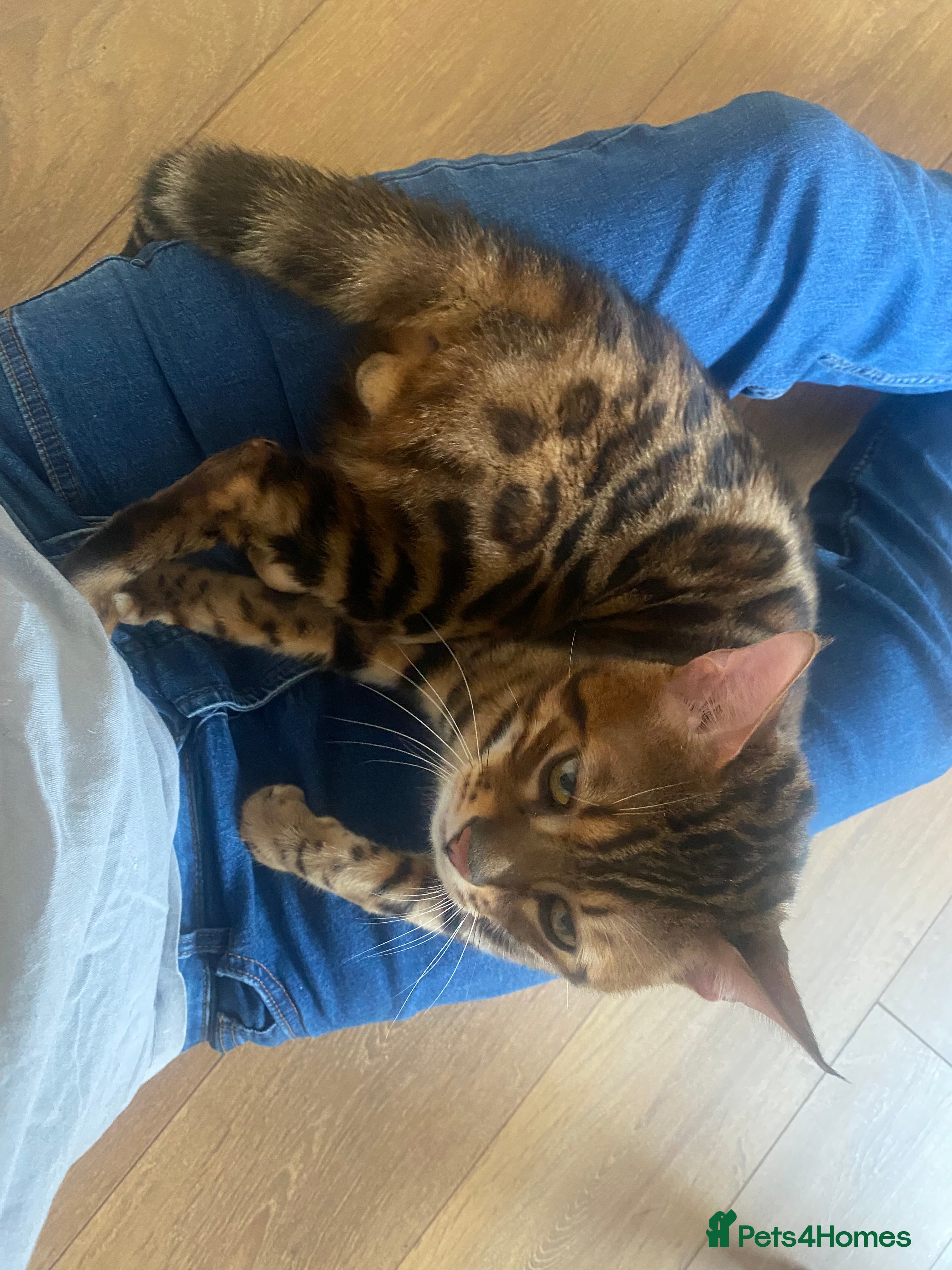 Bengal cats Bengal male almost 1y old  - Advert 2