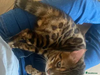 Bengal cats Bengal male almost 1y old - Advert 2