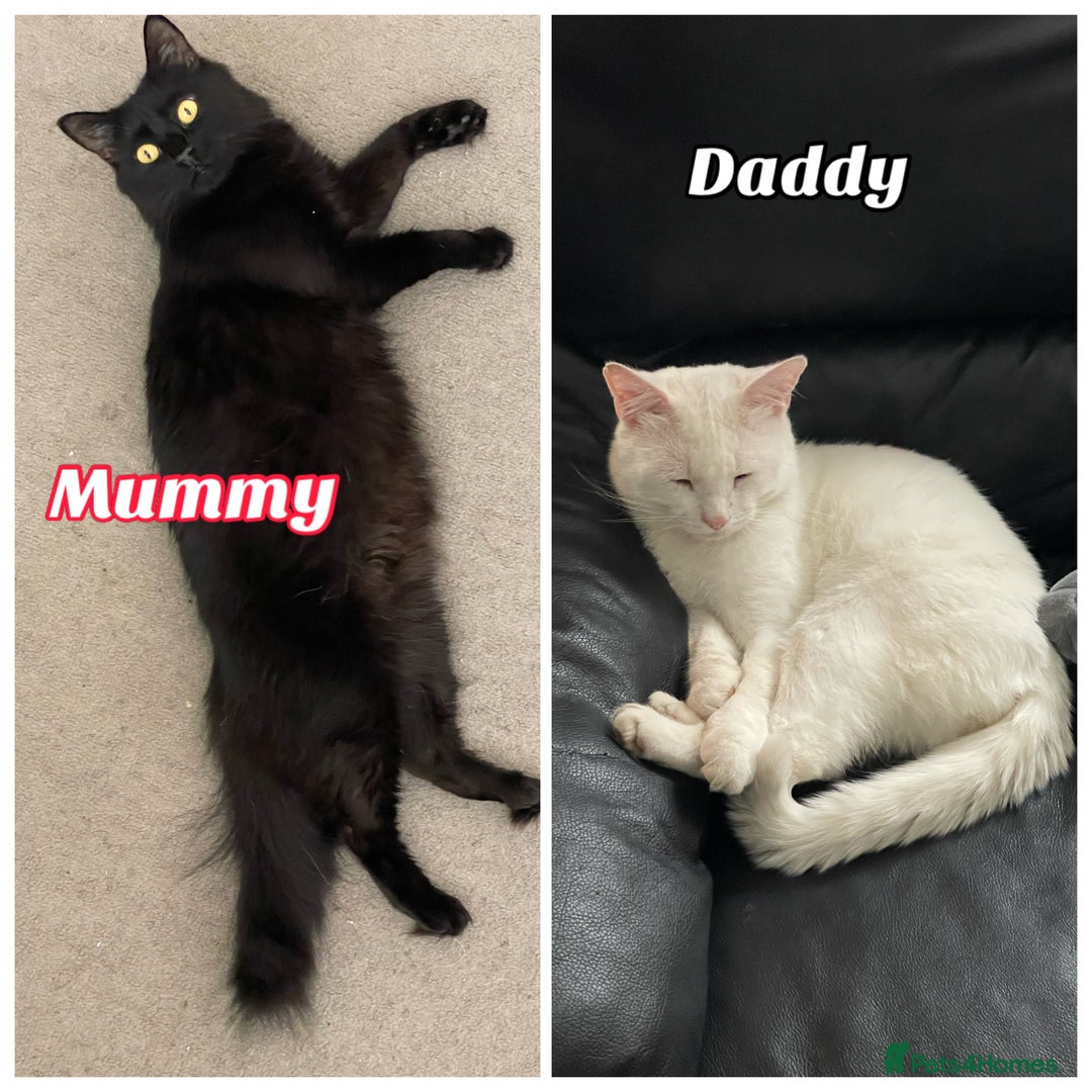 Mixed Breed cats for sale: 4 female kittens are looking for loving homes 🏡  - Advert 8