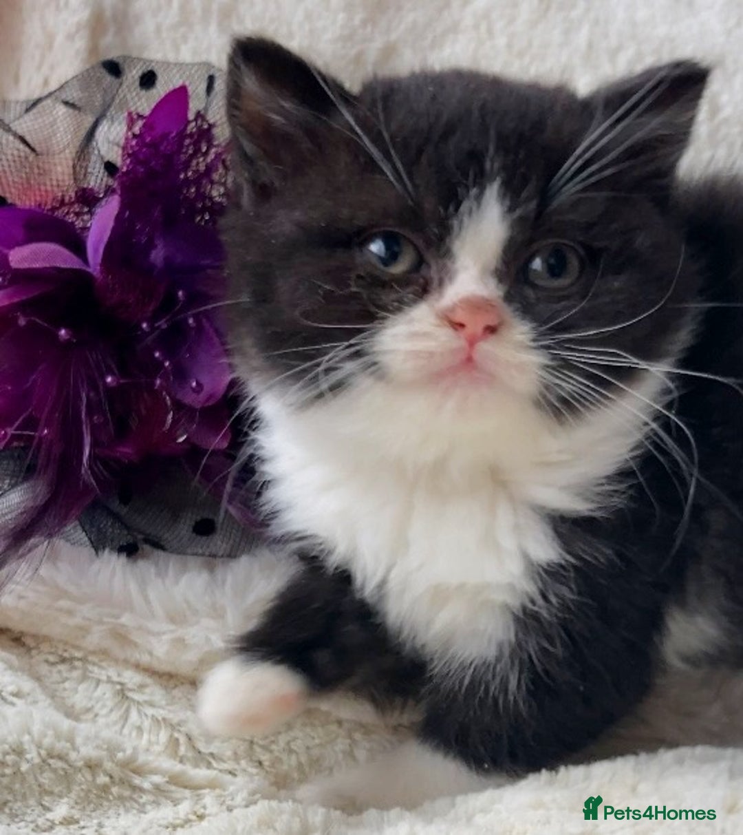 British Shorthair cats for sale: Gorgeous British Shorthairs TICA Registered - Advert 7