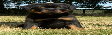 Rottweiler 5