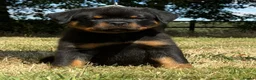 Rottweiler dogs for sale: ⭐️ Best Breeding in the UK 🇬🇧 ⭐️ - Advert 2