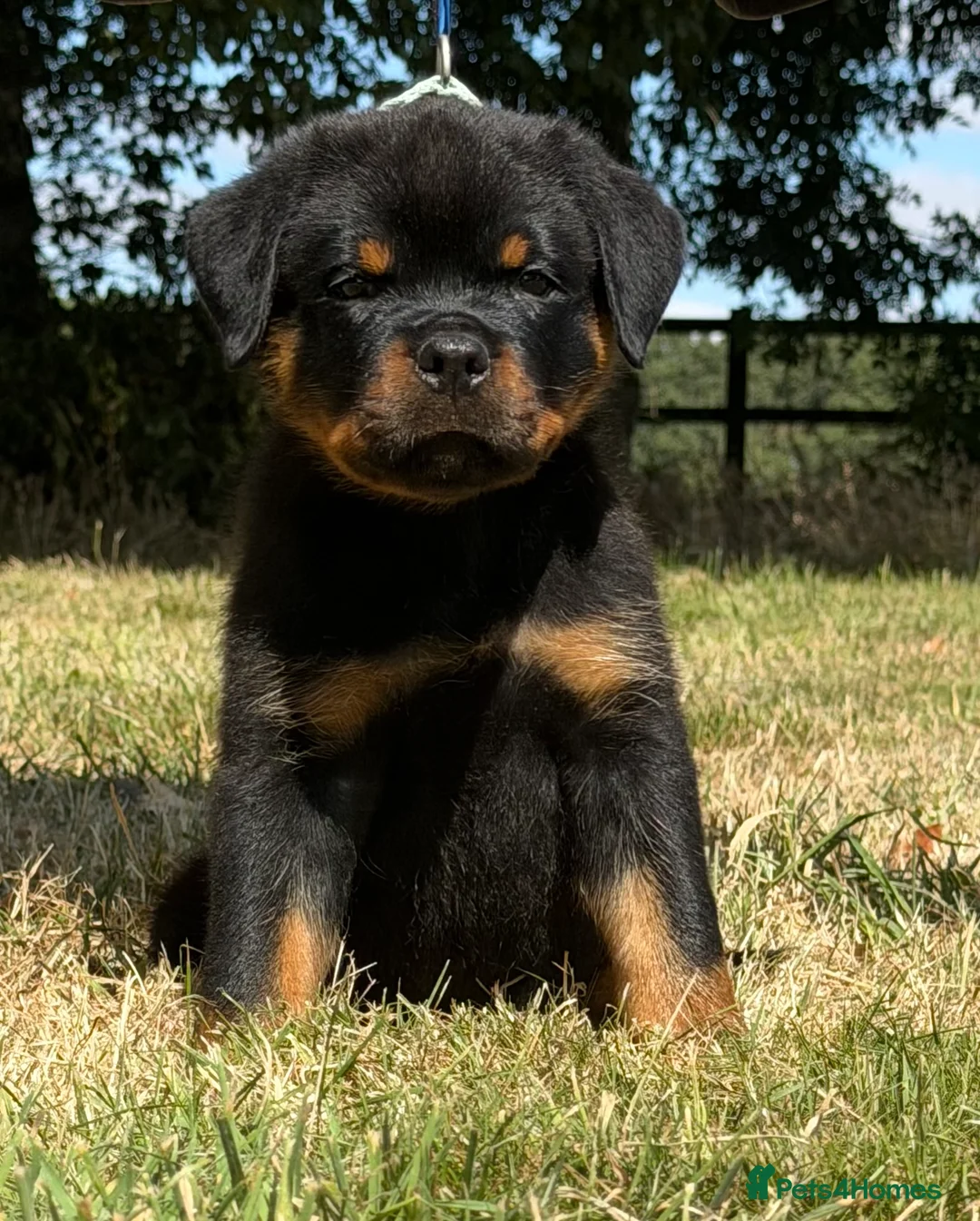 Rottweiler dogs for sale: ⭐️ Best Breeding in the UK 🇬🇧 ⭐️ - Advert 2