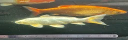 Koi Carp fish for sale: Koi /Orf /Tench- 11 in total in Wellingborough - Advert 16