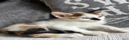Mixed Breed cats for sale: Beautiful Kittens - Advert 12