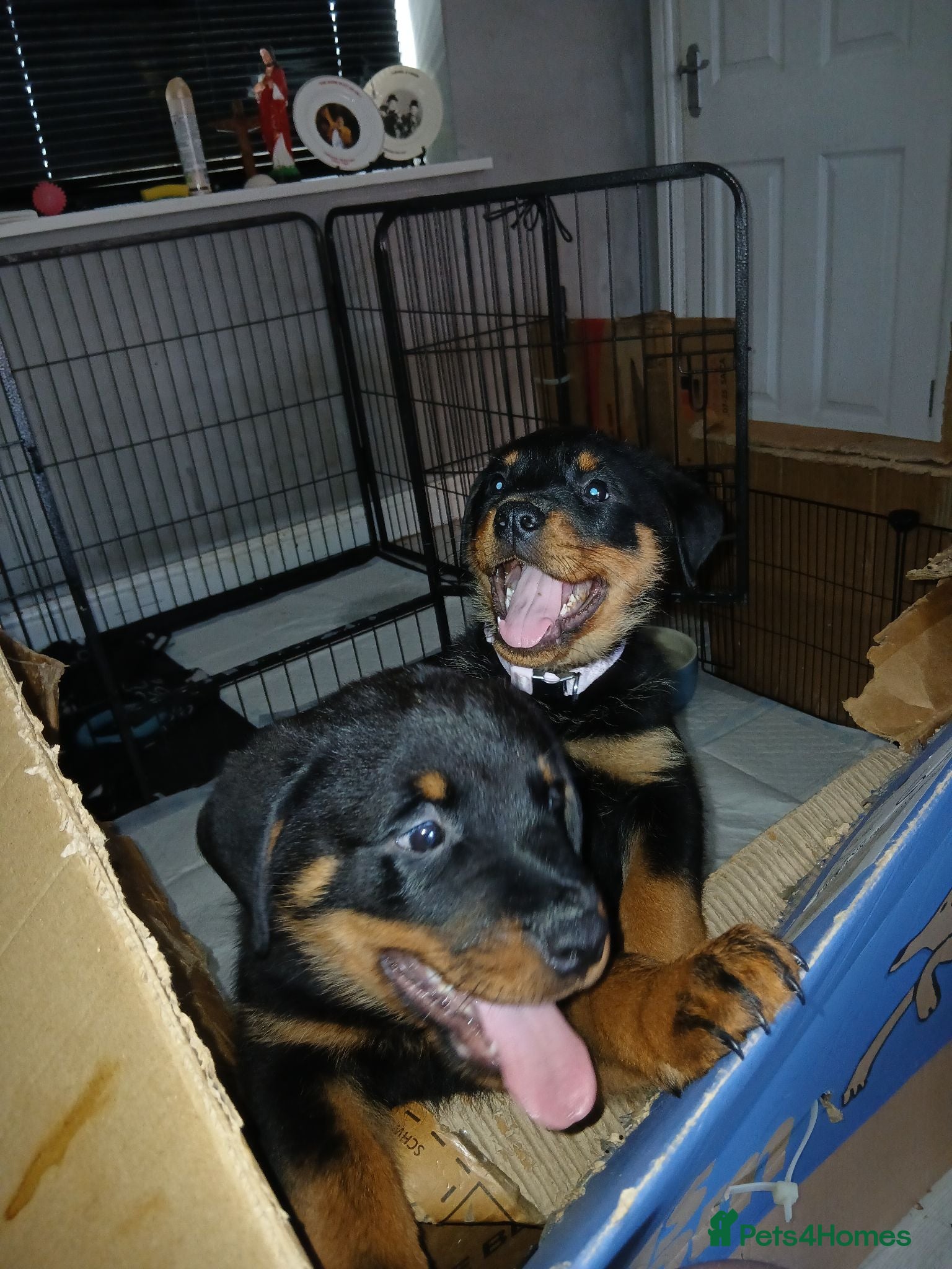Rottweiler dogs 1 chunky girl left frm Big chunky litter of 9 pups - Advert 5