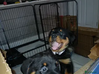 Rottweiler dogs 1 chunky girl left frm Big chunky litter of 9 pups - Advert 5