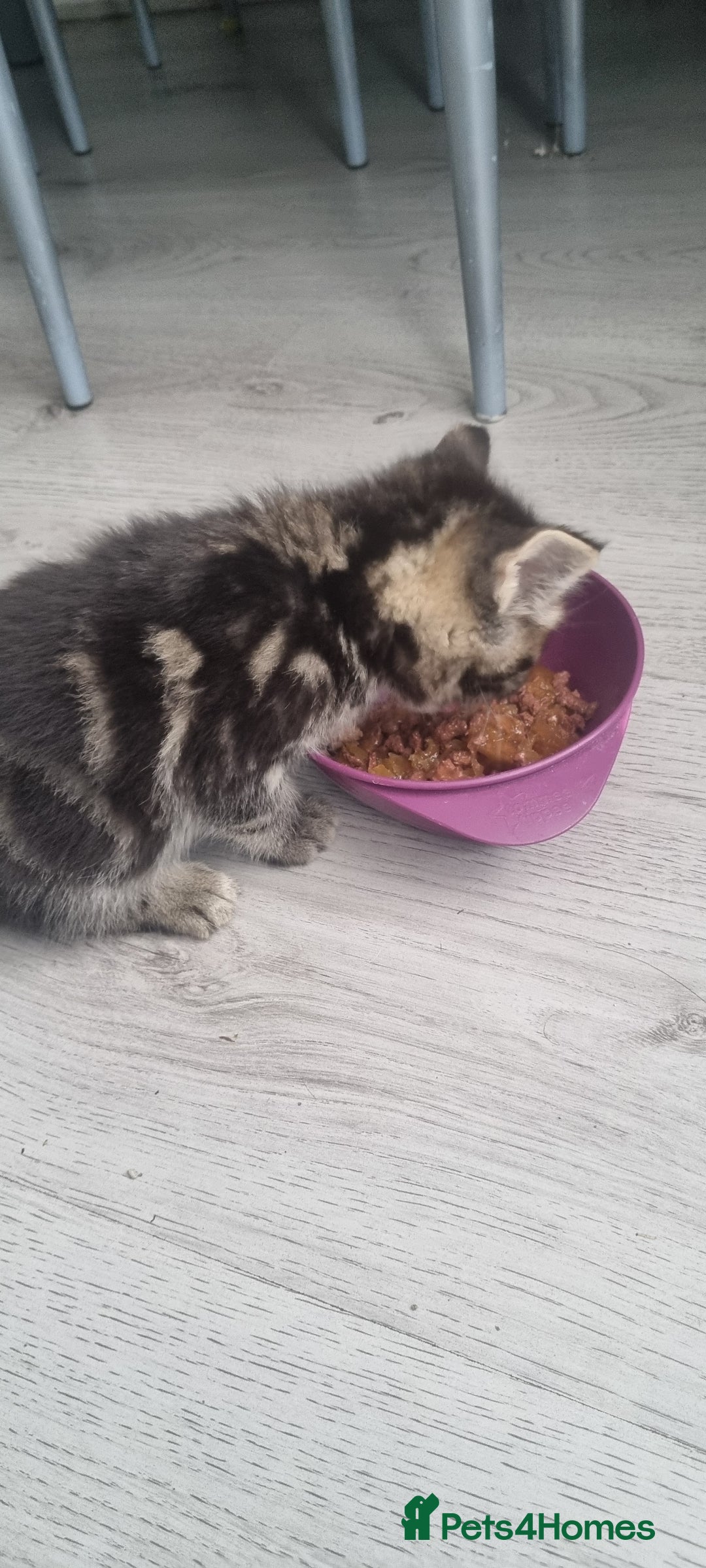 Mixed Breed cats for sale: 2 girls - Advert 5