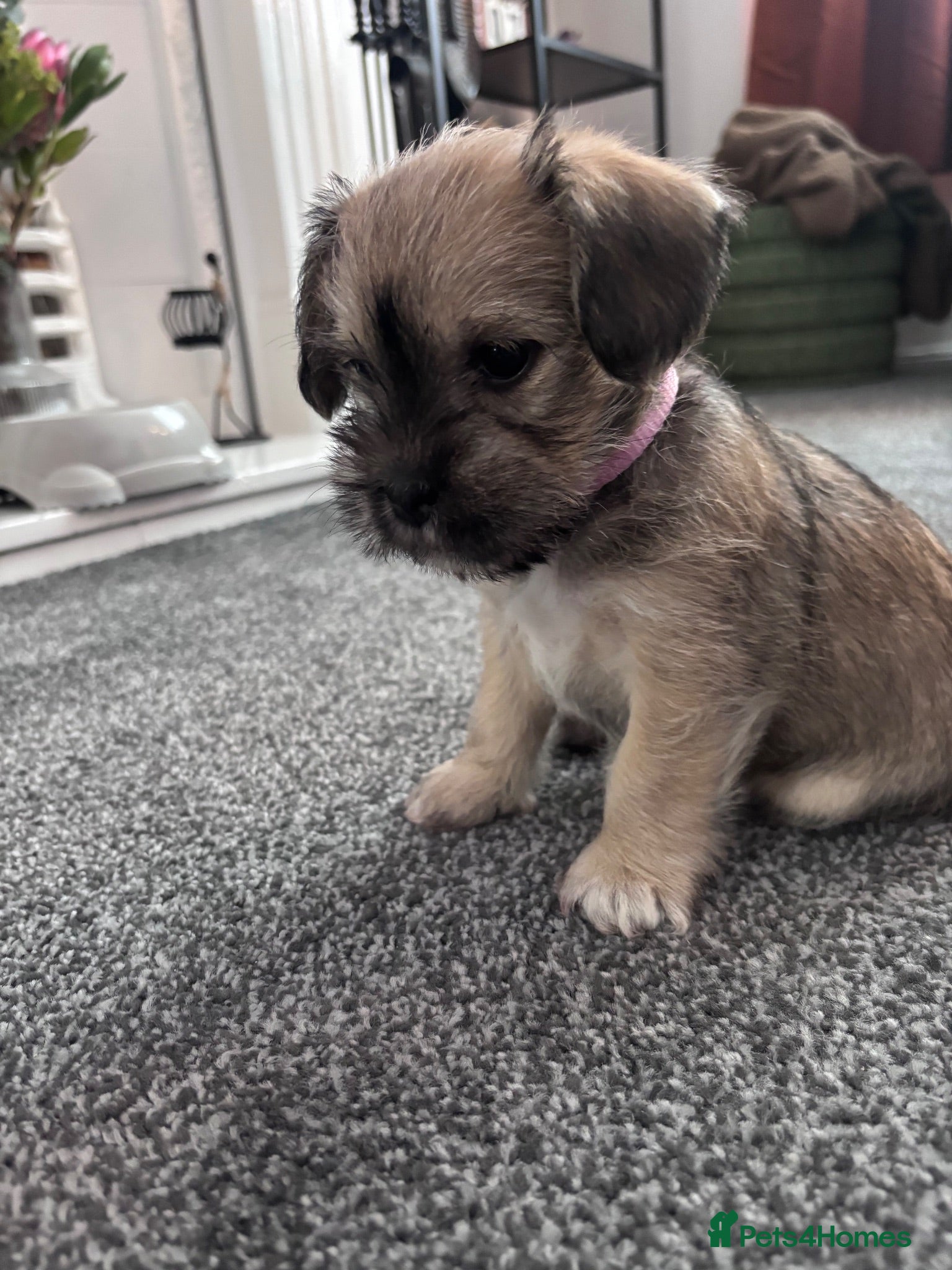 Mixed Breed dogs Female Schapso Puppy - Advert 1