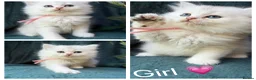 British Longhair cats for sale: TICA BRITISH SHORTHAIR & LONGHAIR KITTENS  - Advert 13