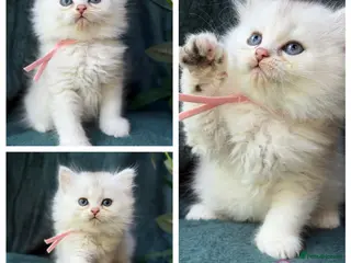 British Longhair cats TICA BRITISH SHORTHAIR & LONGHAIR KITTENS - Advert 16