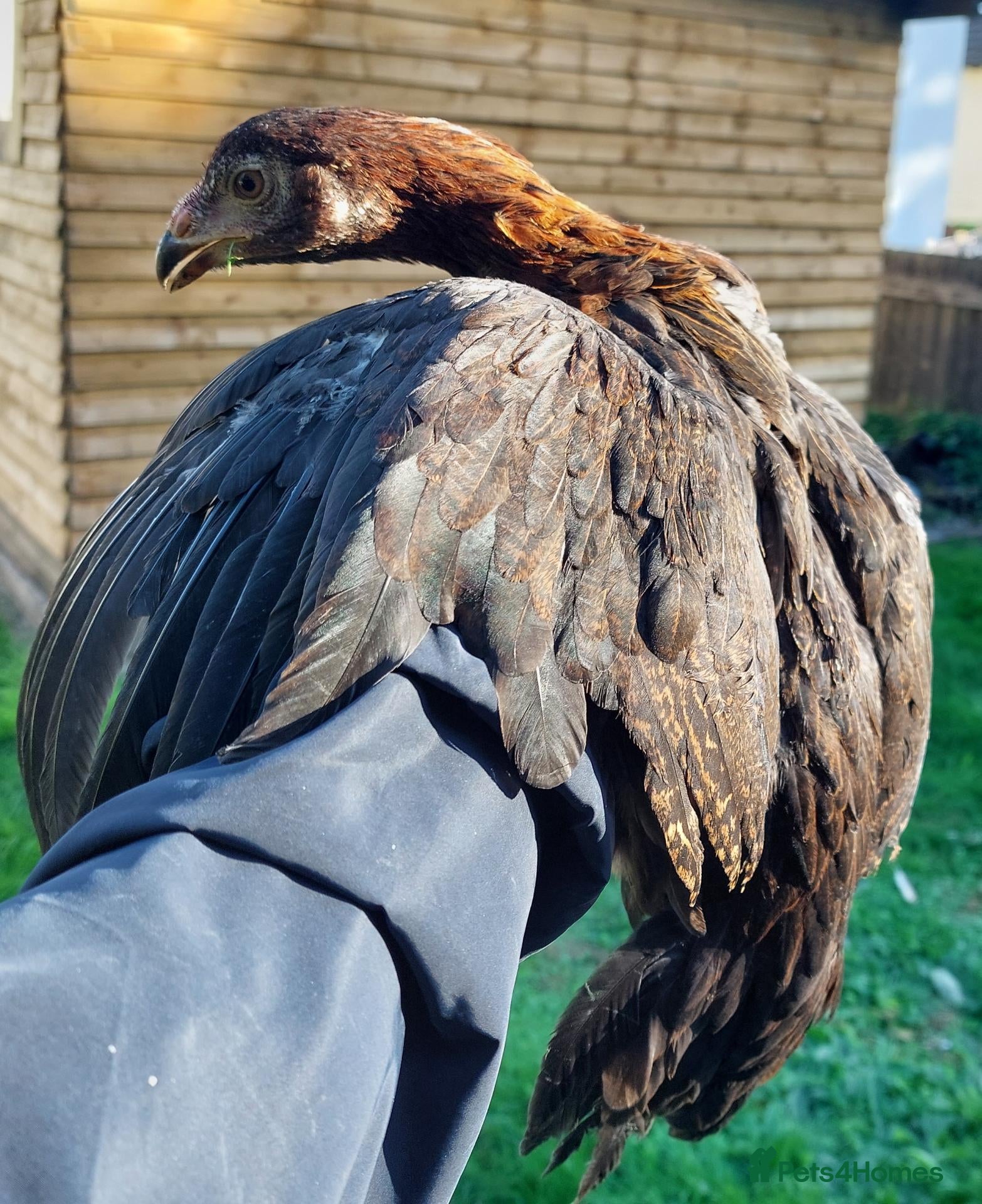 Chickens poultry 🌟Out-standing chicks🌟 - Advert 1