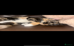 Domestic Shorthair cats for sale: 3 kittens looking for there forever homes 💗 - Image 2