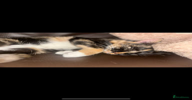 Domestic Shorthair cats - Advert 16