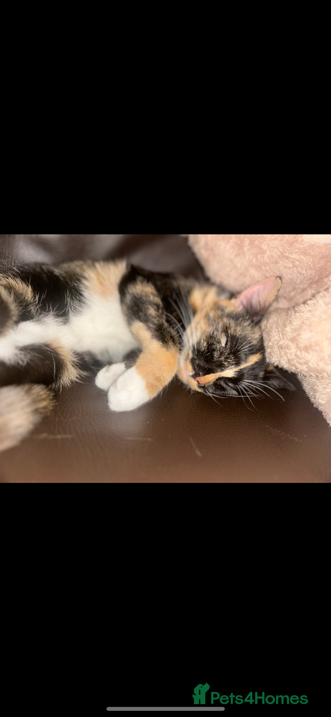 Domestic Shorthair cats for sale: 3 kittens looking for there forever homes 💗 - Image 2
