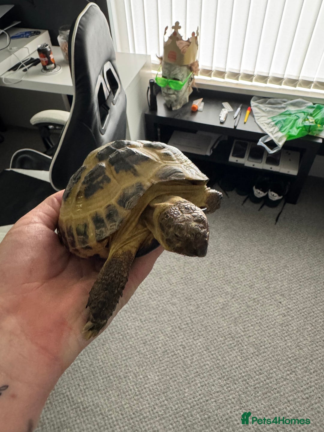 Tortoise reptiles for sale: Horsefield Tortoise - Image 2