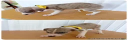 Whippet dogs for sale: Stunning Whippet Puppies for sale in Chesterfield - Advert 4