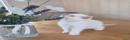 Persian cats for sale: Persian x BSH - Advert 9