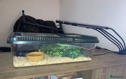Iguana reptiles for sale: Eastern casquehead iguana - Image 3