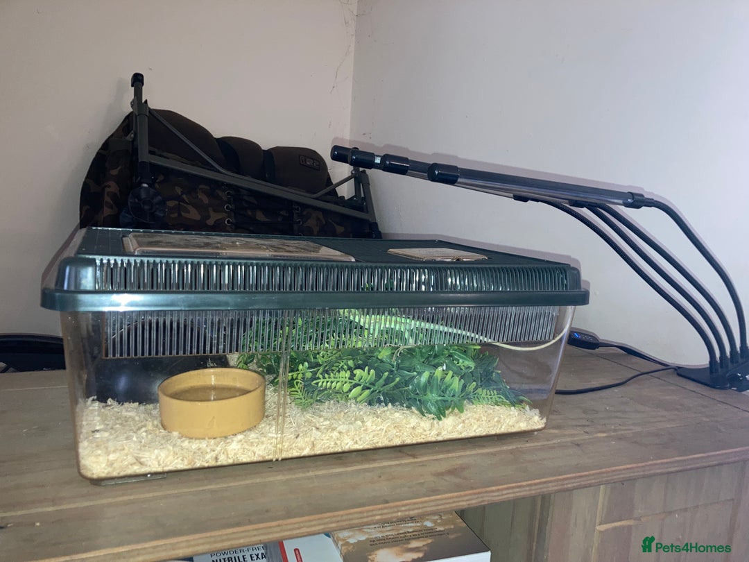 Iguana reptiles for sale: Eastern casquehead iguana - Image 3
