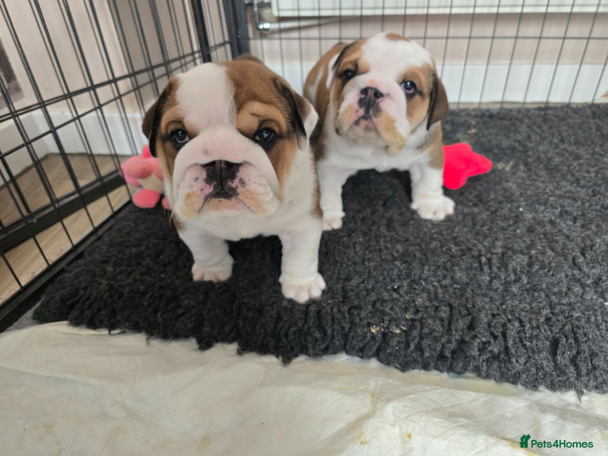 English Bulldog dogs 2🐶KC❗️registered English bulldog puppies✨️🔥 - Advert 12