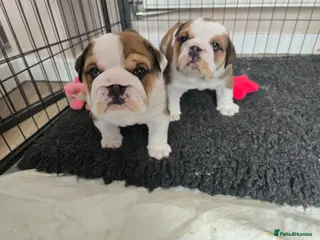 English Bulldog dogs 2🐶KC❗️registered English bulldog puppies✨️🔥 - Advert 12