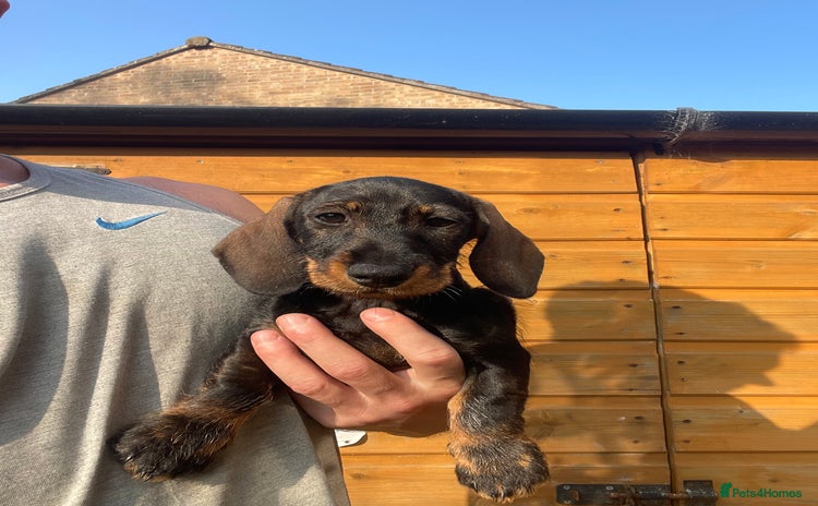 Dachshund dogs in Tiverton - Advert 2