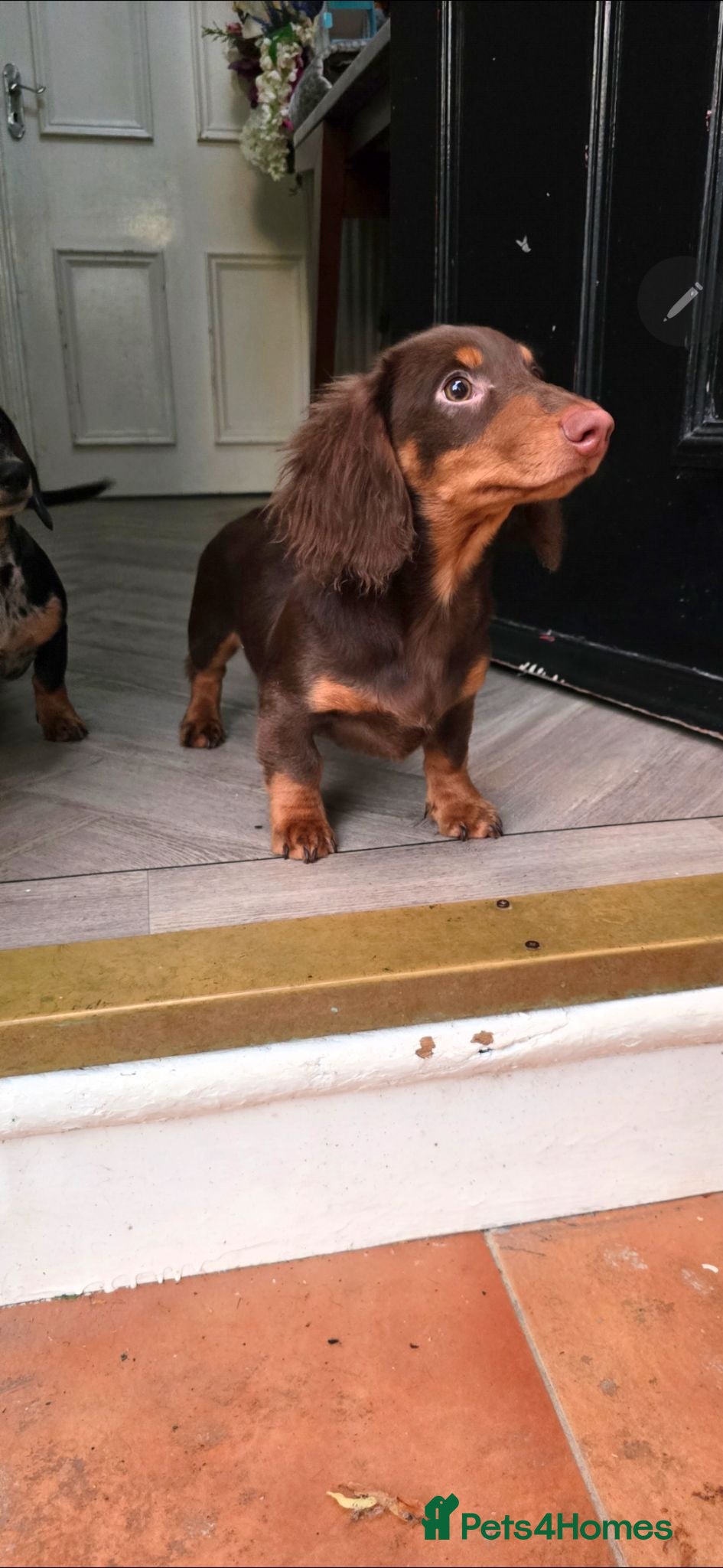Miniature Dachshund dogs £1000 Last 2 LONGHAIR BOY  - Advert 4