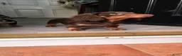 Miniature Dachshund dogs for sale: Last Boy CHOCOLATE and TAN Solid Miniature Dash - Advert 2