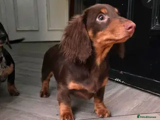Miniature Dachshund dogs £1000 Last 2 LONGHAIR BOY - Advert 4