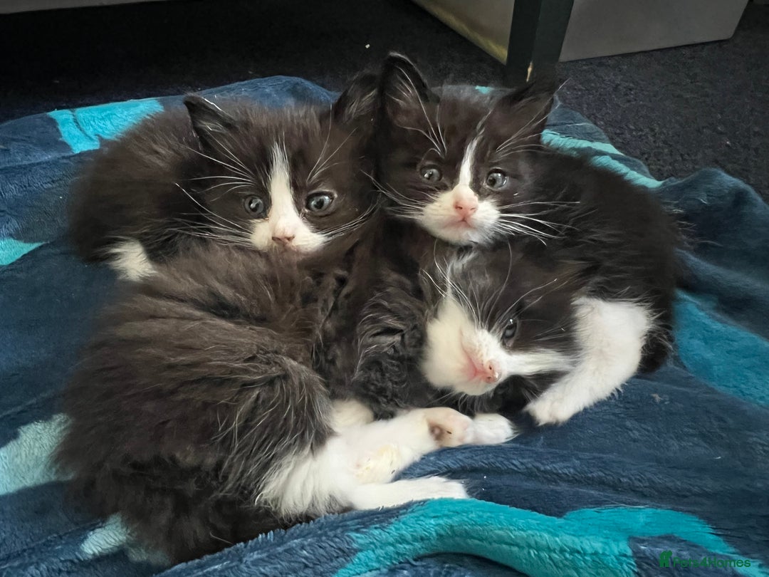 Mixed Breed cats for sale: Half Ragdoll Kitten - Image 4
