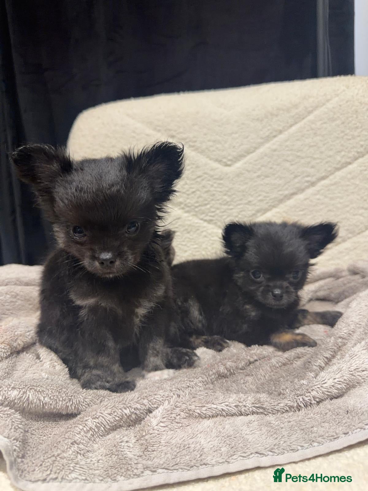 Chihuahua dogs TINY LONGHAIRED CHIHUAHUA PUPPIES  - Advert 5
