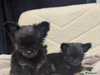 Chihuahua dogs TINY LONGHAIRED CHIHUAHUA PUPPIES - Advert 1