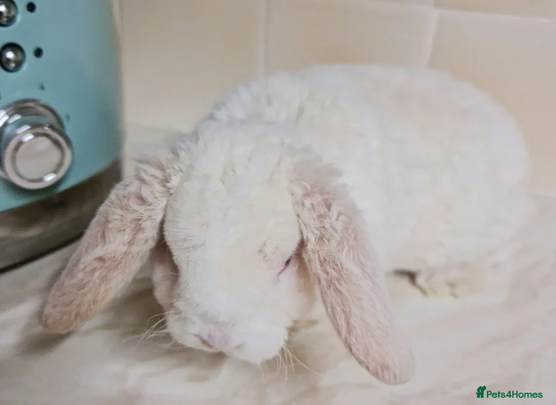 Mini Lop rabbits for sale: 3 mIni PLUSH lops ready 7/03. 2 BLUE EYED! - Advert 12