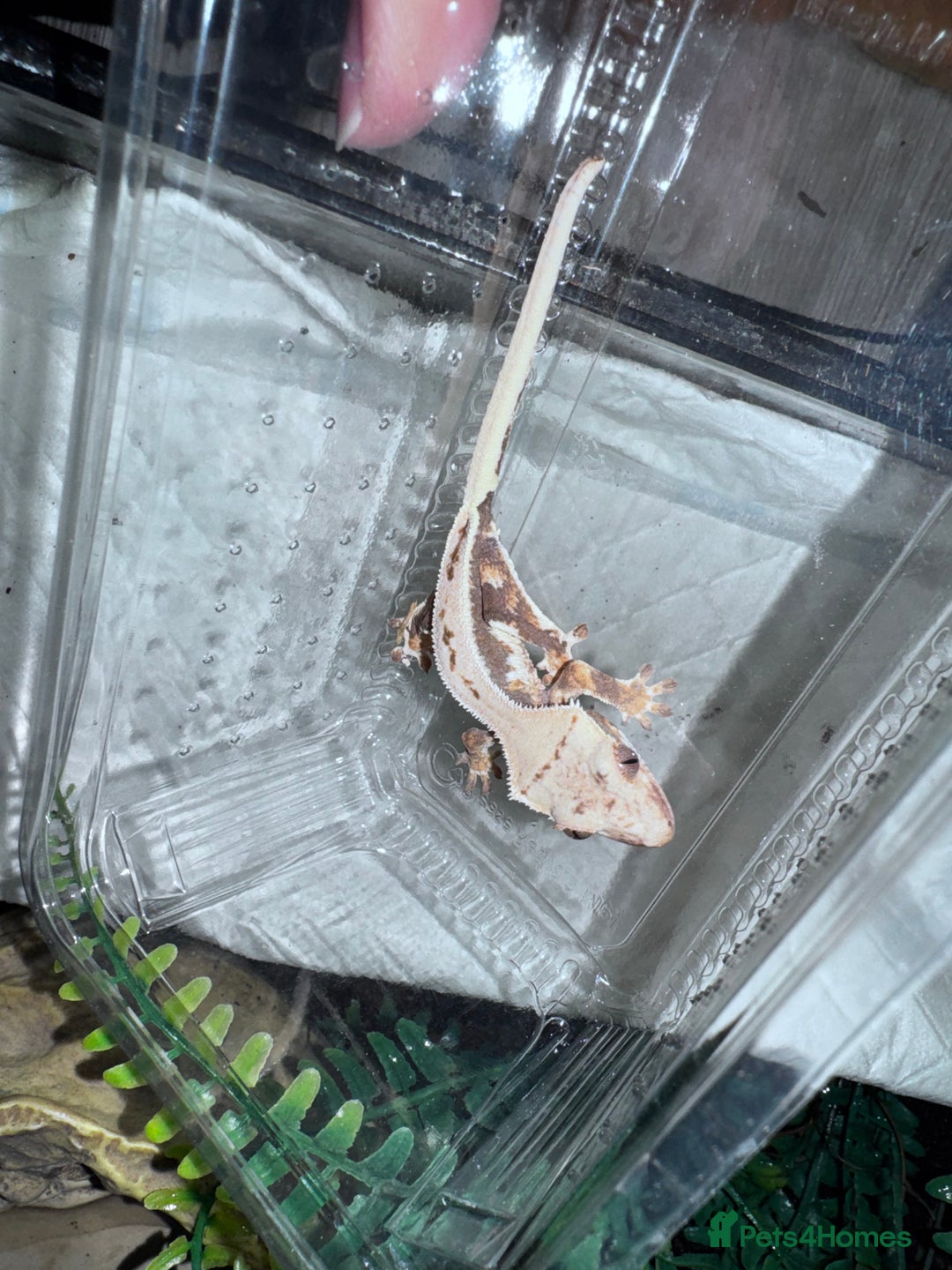 Gecko reptiles for sale: Lizards for rehome  - few to choose from  in Nottingham - Image 5