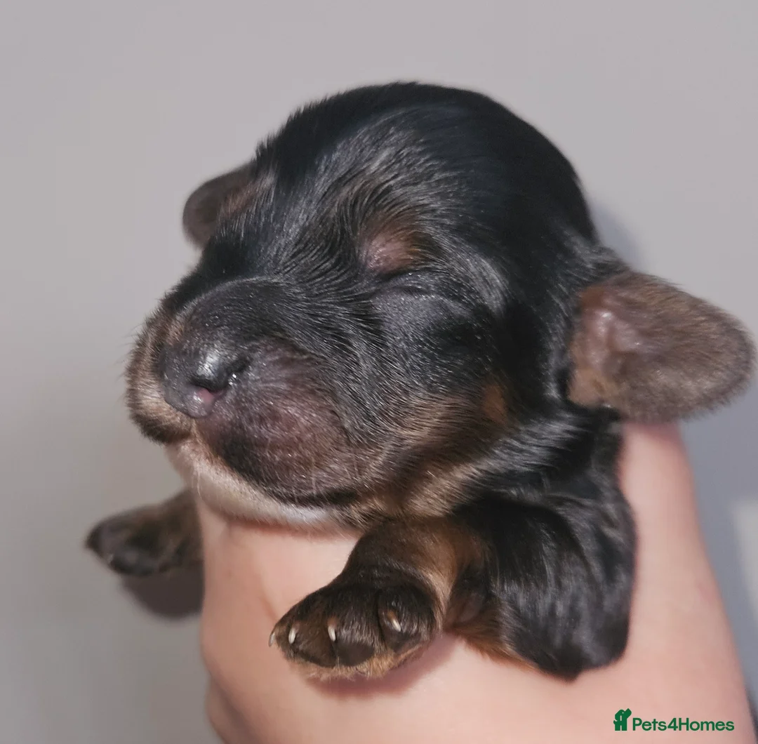 Cockapoo dogs for sale: Licensed breeder Show cockapoo litter! BOYS ONLY  - Advert 1