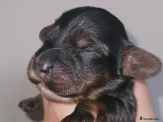 Cockapoo dogs Licensed breeder Show cockapoo litter! BOYS ONLY - Advert 19