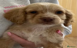 Cocker Spaniel dogs for sale: Cocker spaniel pups 🐾 - Image 14