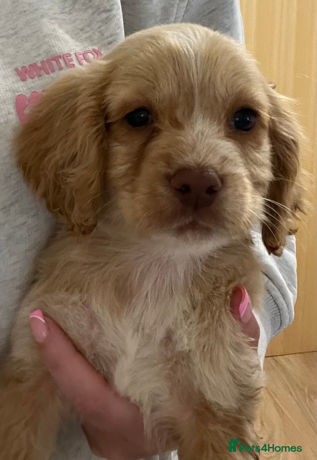 Cocker Spaniel dogs for sale: Cocker spaniel pups 🐾 - Image 14