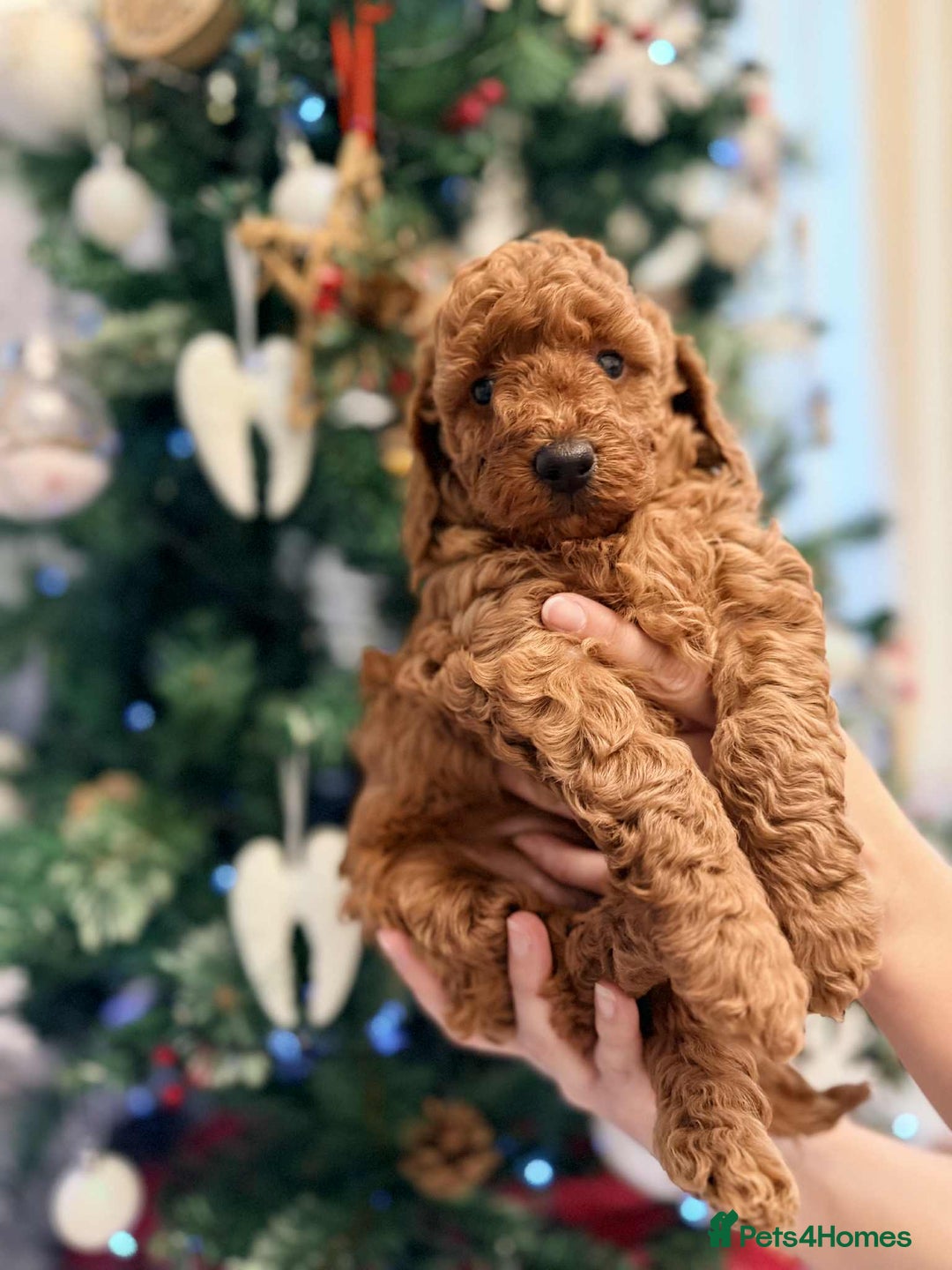 Miniature Poodle dogs for sale: Kc reg mini poodle 5 generation pedigree - Advert 16