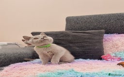 British Shorthair cats for sale: British Shorthair Lilac kittens  - Image 27
