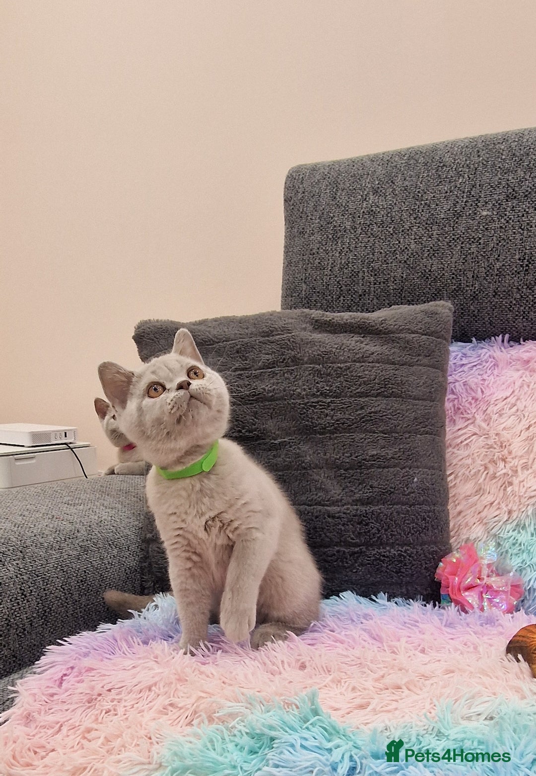 British Shorthair cats for sale: British Shorthair Lilac kittens  - Image 27