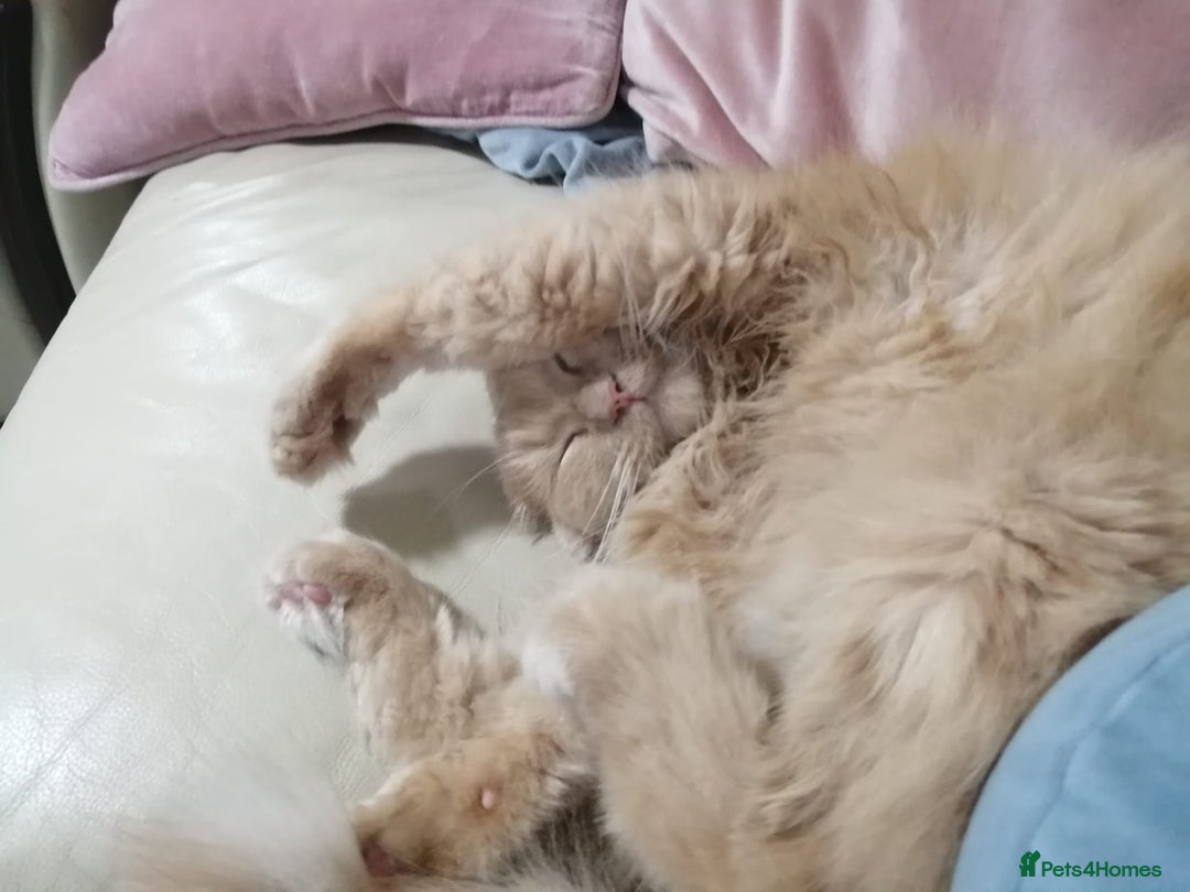 Turkish Angora cats for sale: Withumy - Image 1