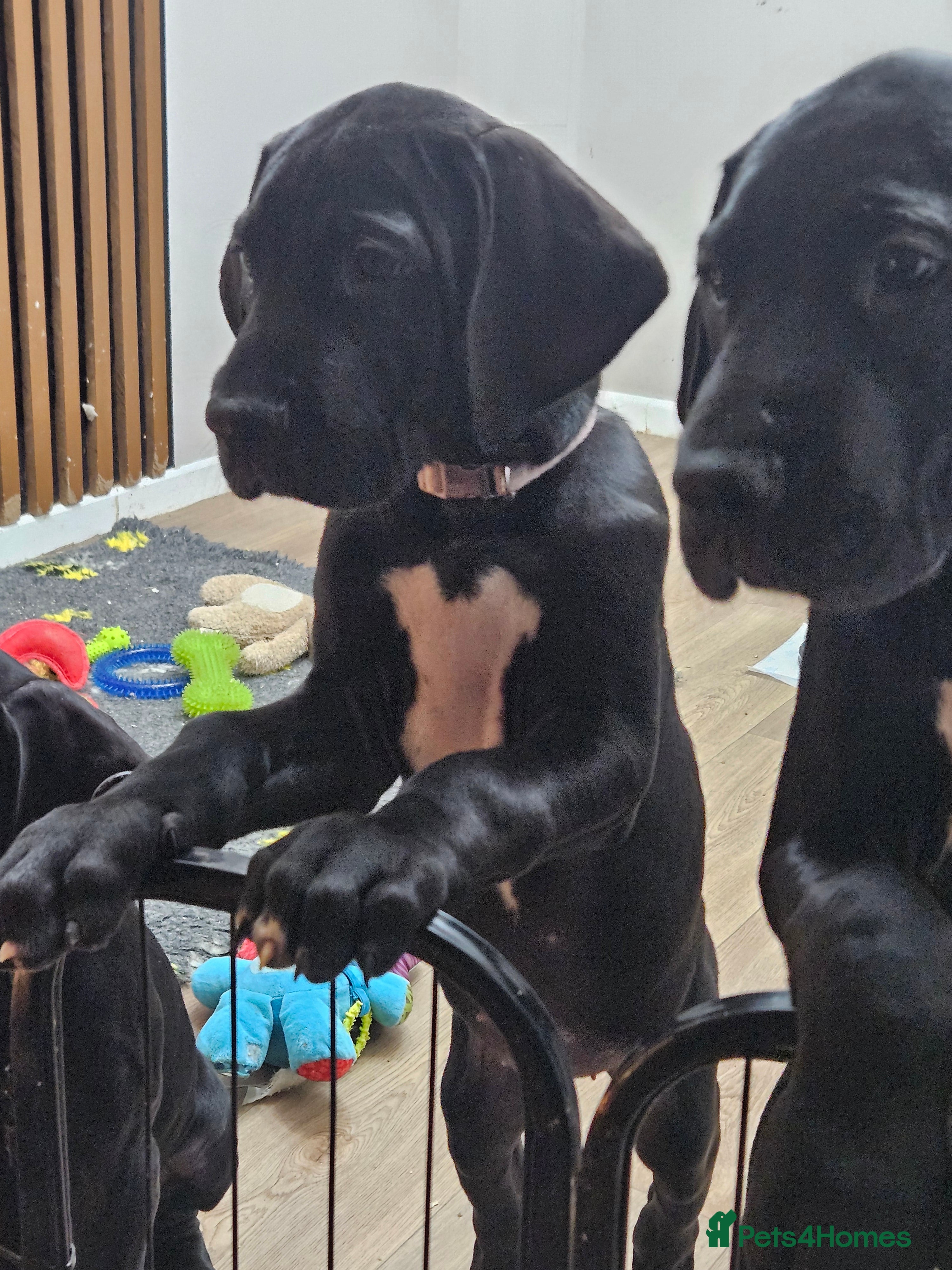 Great Dane dogs Great dane puppies  - Advert 1