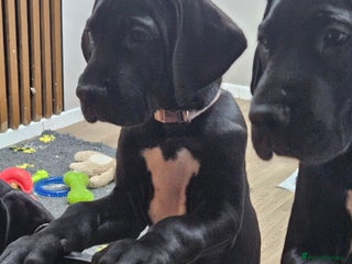 Great Dane dogs Great dane puppies - Advert 9